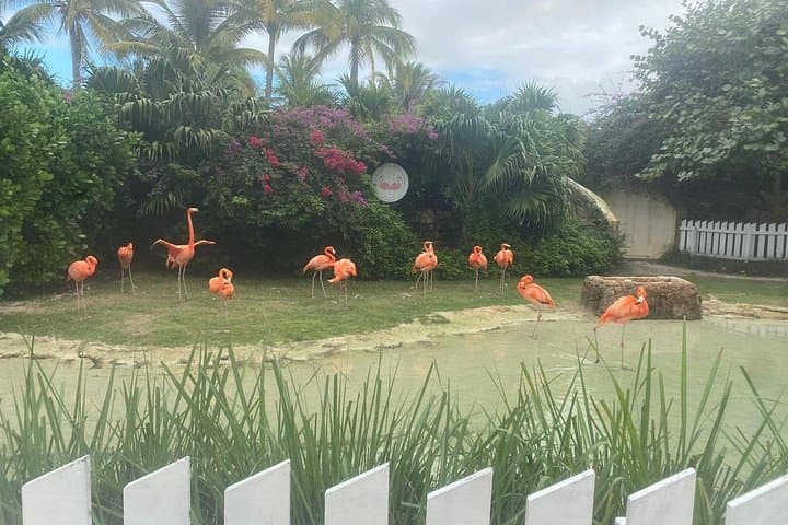 Private Guided Tour of Nassau: History, Beaches & Local Flavors photo 1