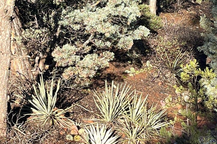 Sedona Magical Sightseeing Highlight Tour: 2.5-Hour Red Rock Van Experience photo 4
