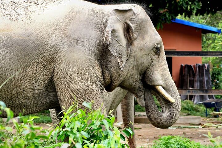 Taj Mahal Day Trip from Delhi with Elephant Conservation Visit — Agra Wildlife Rescue Guide photo 3
