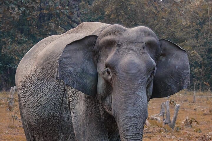 Taj Mahal Day Trip from Delhi with Elephant Conservation Visit — Agra Wildlife Rescue Guide photo 1