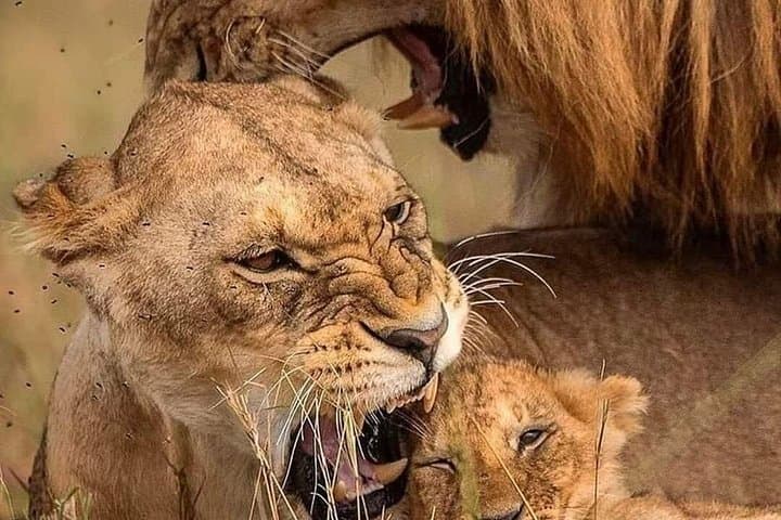 7-Day Small-Group Safari: Maasai Mara, Nakuru, Naivasha & Amboseli photo 4