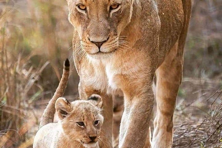7-Day Small-Group Safari: Maasai Mara, Nakuru, Naivasha & Amboseli photo 3