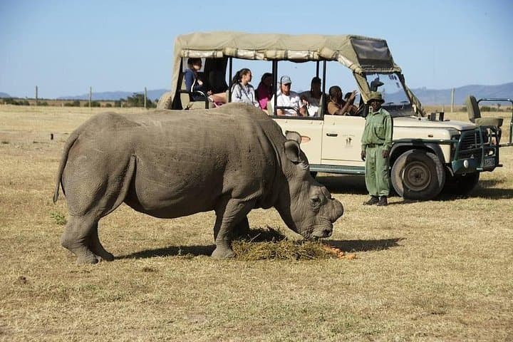 Full-Day Ol Pejeta Game Drive from Nairobi: See Rhinos, Chimps & the Big Five photo 4