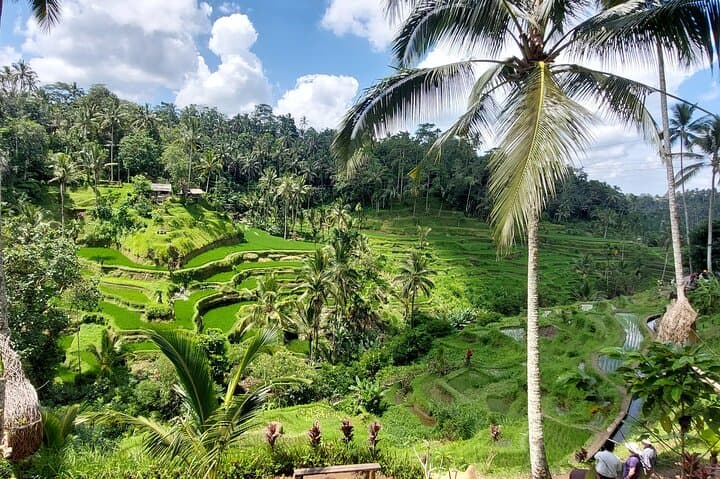 Ubud Customized Private Tour – Waterfalls, Rice Fields & Kintamani Sunset photo 6