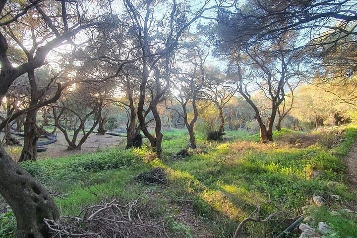 Olive Groves to Rovinia Beach: Corfu Hike, Swim & Bird's-View Sunset photo 4