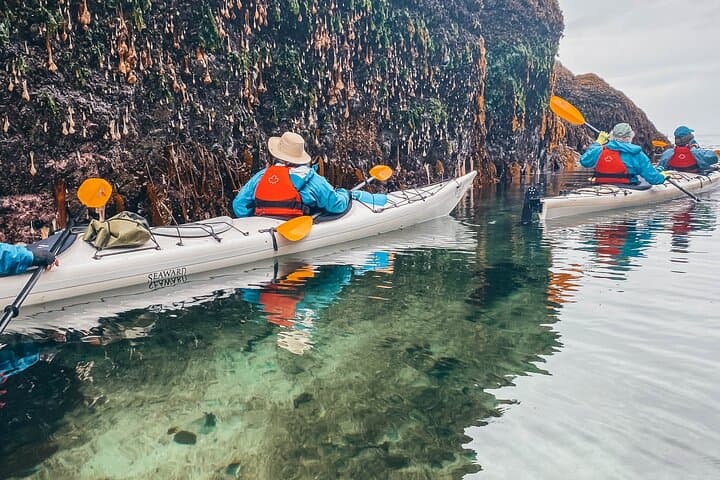 Sea Kayaking Johnstone Strait — Half-Day Wildlife Tour from Telegraph Cove photo 6