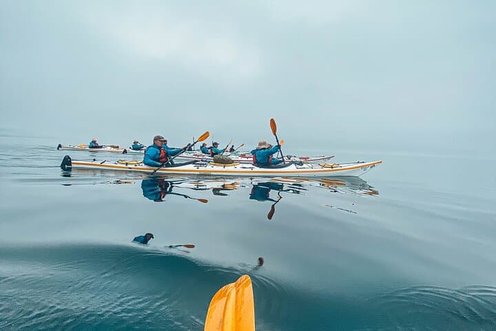 Sea Kayaking Johnstone Strait — Half-Day Wildlife Tour from Telegraph Cove photo 4