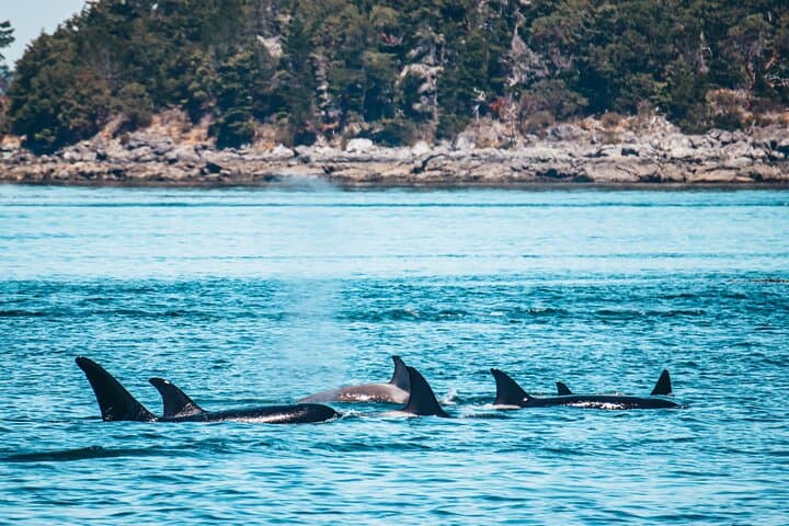 Sea Kayaking Johnstone Strait — Half-Day Wildlife Tour from Telegraph Cove photo 5