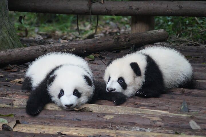Two-Day Chengdu Private Tour from Beijing: Pandas, Wuhou Temple & Jinli Street photo 4