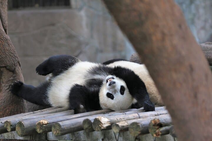 Two-Day Chengdu Private Tour from Beijing: Pandas, Wuhou Temple & Jinli Street photo 5