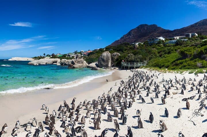 Private Cape Point & Penguins Tour from Cape Town — Full-Day Cape Peninsula Drive photo 6