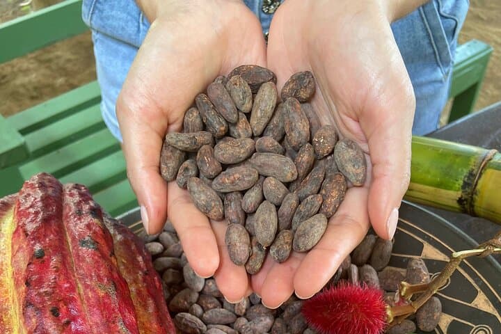 Chachagua 2-Hour Cacao and Coffee Class in La Fortuna photo 2