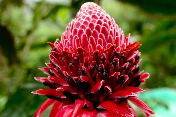 2-Day Private Guayaquil Cocoa Farm and Cloud Forest Tour photo 3