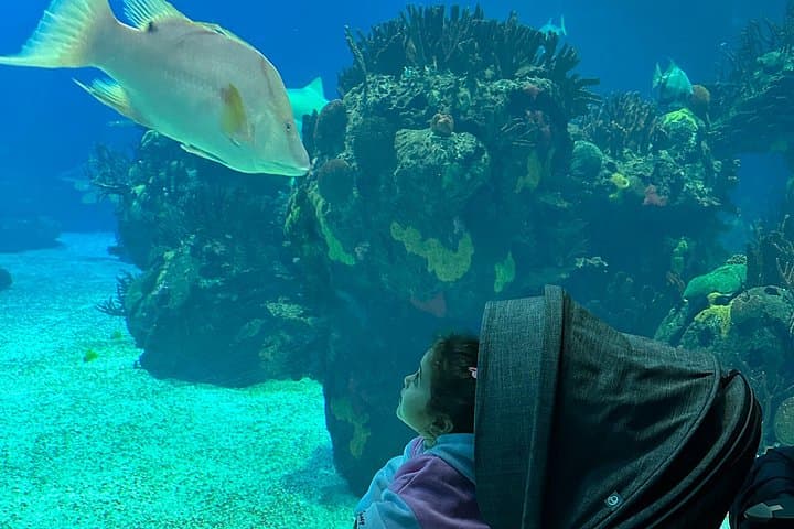 Lisbon Full-Day: Oceanário, Telecabine & São Jorge Castle Tour
