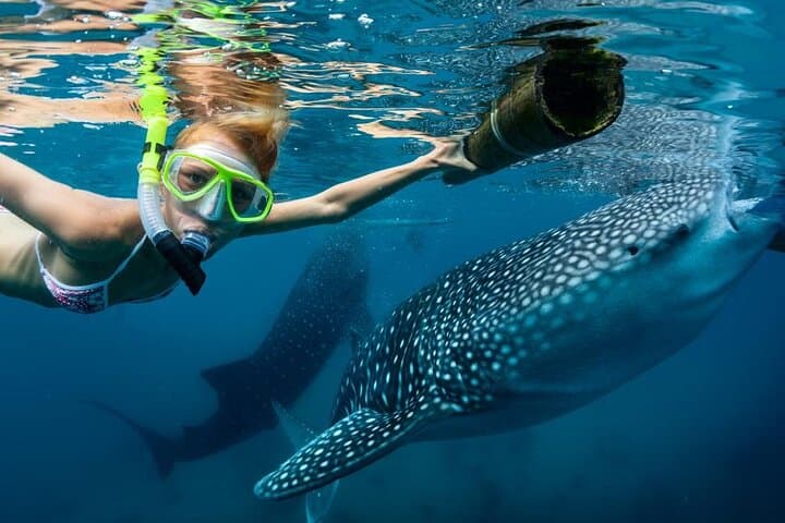 Swim with Whale Sharks, Explore Sumilon Sandbar & Kawasan Falls in Cebu