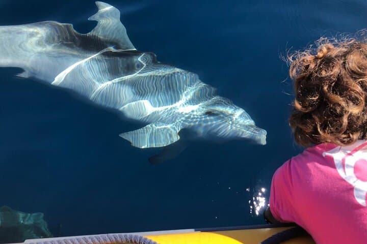 Figarolo Dolphin Watching and Snorkeling — Half-Day Tour from Olbia