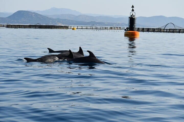 Figarolo Dolphin Watching and Snorkeling — Half-Day Tour from Olbia photo 4