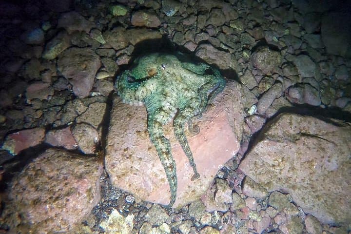 Night Snorkeling at Flamingo Beach, Playa Blanca — Canary Islands Marine Life