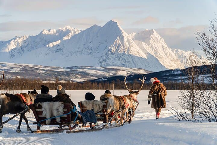 Reindeer Sledding & Sami Culture in Tromso: Reindeer Feeding Experience