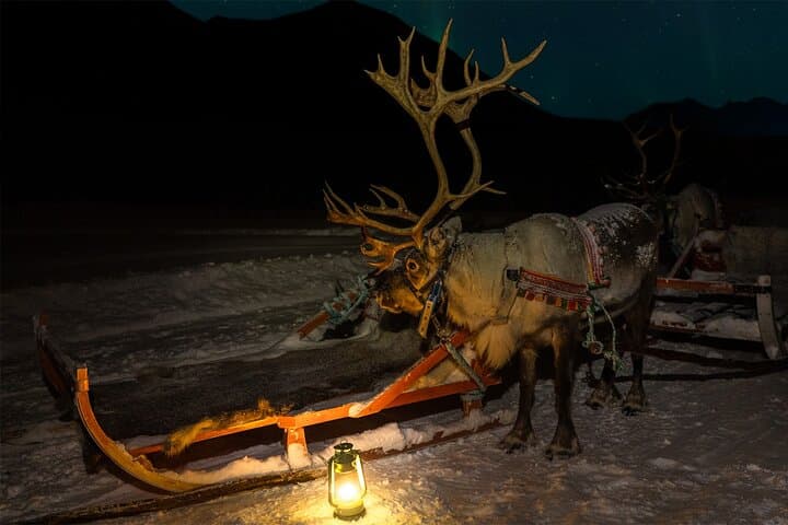 Reindeer Sledding and Sami Evening: Northern Lights Tour from Tromsø