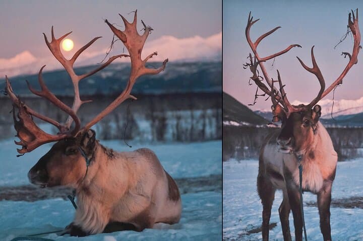 Reindeer Sledding and Sami Evening: Northern Lights Tour from Tromsø photo 6
