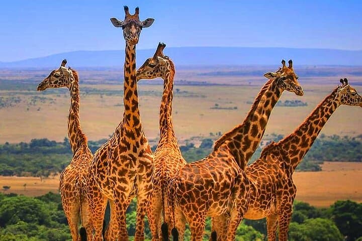 3-Day Amboseli Safari: Kilimanjaro Views and Elephant Encounters photo 2