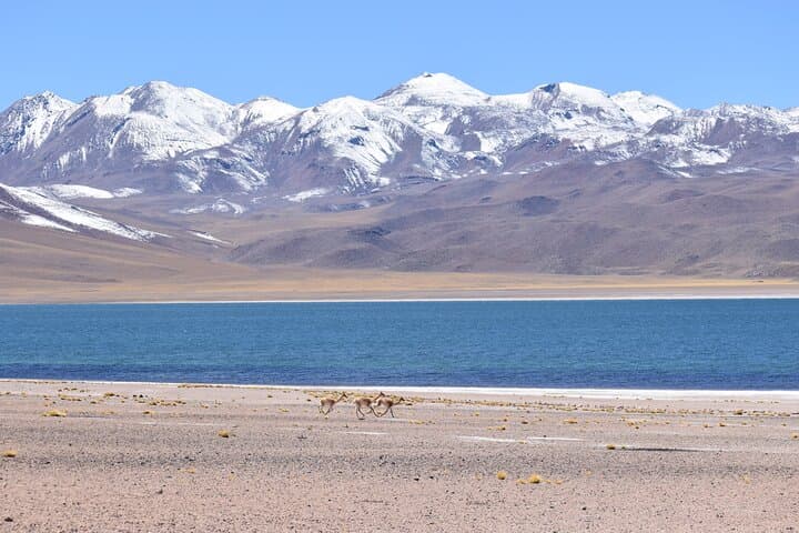 Full-Day Altiplanic Lagoons, Piedras Rojas & Chaxa Lagoon from San Pedro de Atacama photo 3