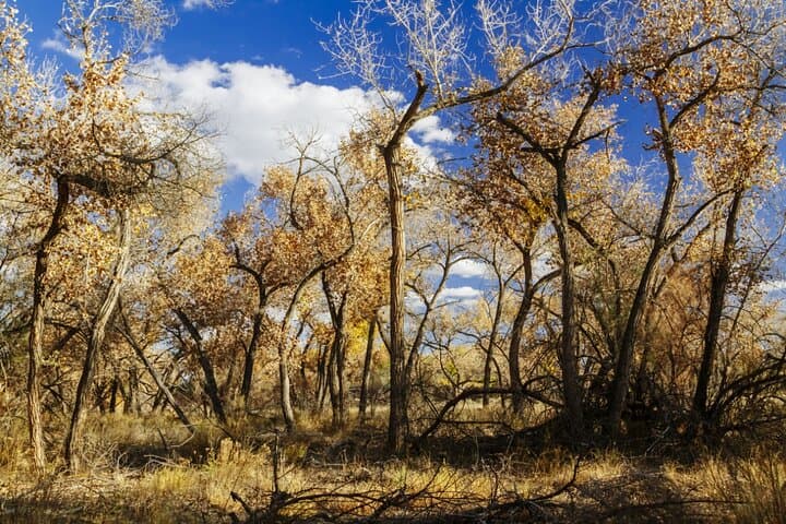 Santa Fe E-Bike Adventure: Private Half-Day Tour Through Historic Downtown & Randall Davey photo 4