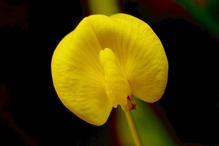 2-Day Private Guayaquil Cocoa Farm and Cloud Forest Tour photo 4