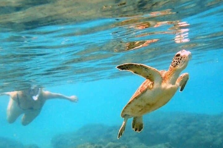 Private Rincon Snorkeling Adventure at Tres Palmas Marine Reserve photo 1