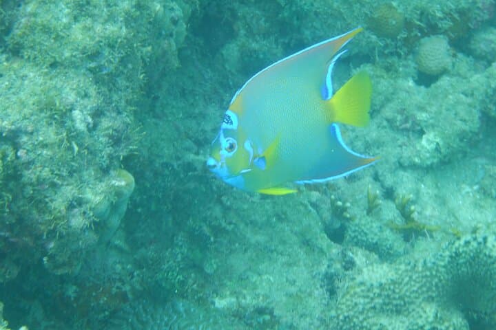 Rincón Guided Shore Diving Tour: Explore Puerto Rico’s Reefs Without a Boat photo 3