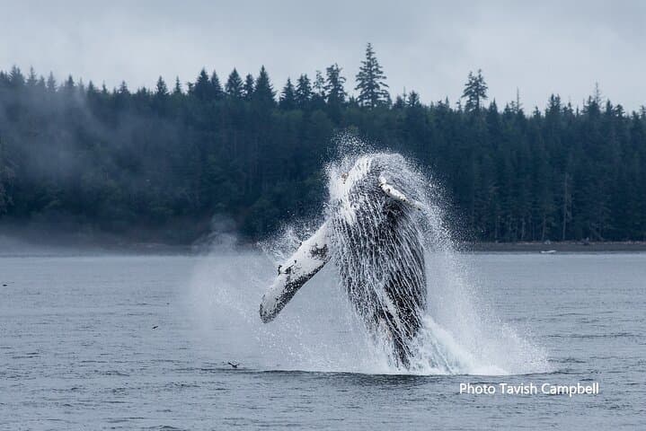 Salish Sea Whale Watching in Campbell River — Orcas, Humpbacks & Indigenous Culture photo 2