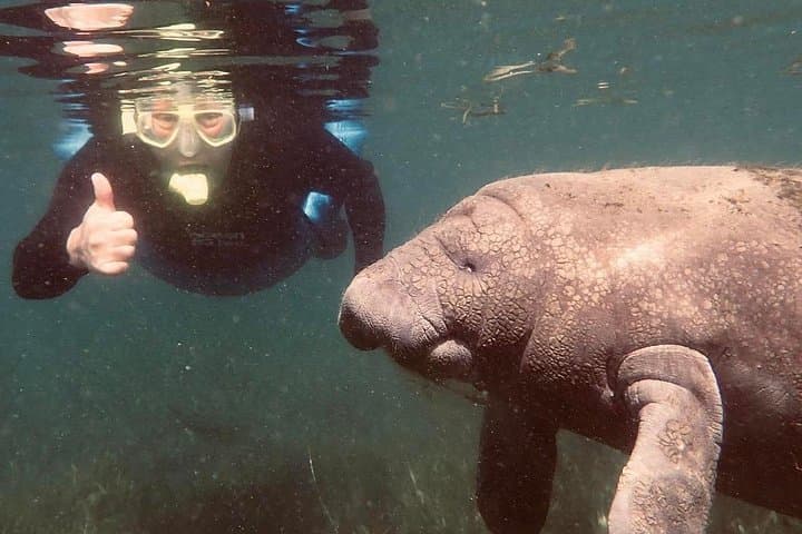Private Manatee Snorkel Tour in Crystal River — Swim with Florida's Gentle Giants photo 4