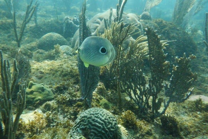 Rincón Guided Shore Diving Tour: Explore Puerto Rico’s Reefs Without a Boat photo 5