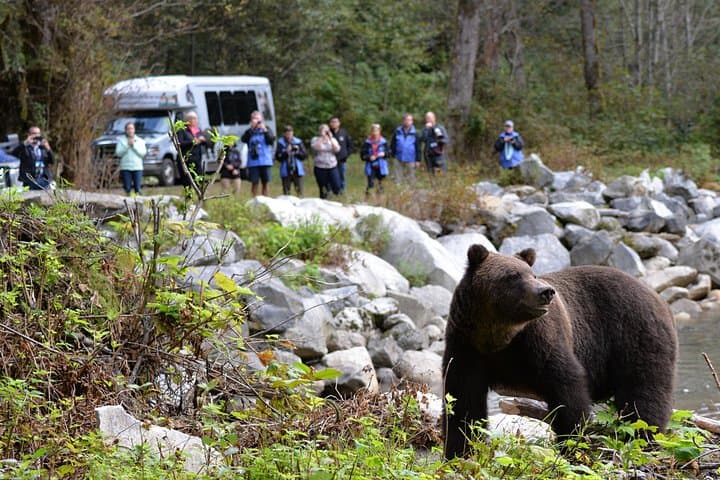 Great Bears of Bute: Grizzly Viewing & Indigenous Cultural Tour from Campbell River photo 1