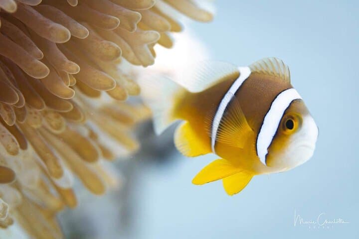 Tahiti Private Snorkel Tour: Guided Lagoon Mask & Fins Excursion photo 3