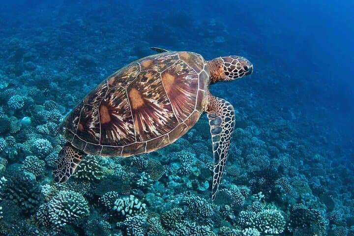 Tahiti Private Snorkel Tour: Guided Lagoon Mask & Fins Excursion photo 4