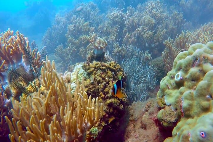 Cham Island Snorkeling Day Trip from Hoi An: Speedboat Beaches & Marine Life photo 2