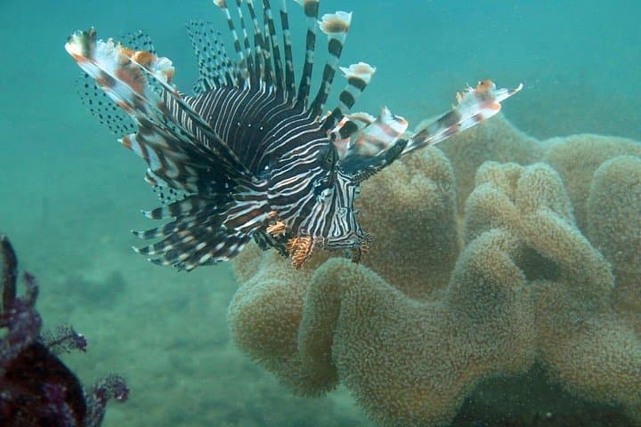 Cham Island Snorkeling Private Tour from Hoi An — Speedboat Snorkel & Beach Day photo 1