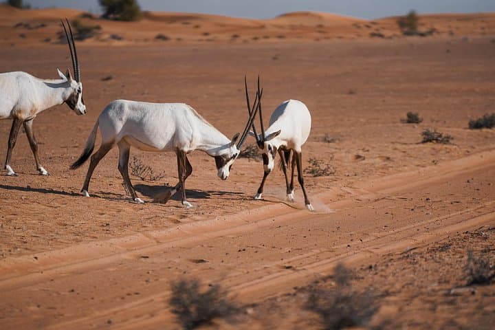 Dubai Red Dunes Safari: Morning Dune Bashing, Camel Ride & Desert Breakfast photo 4