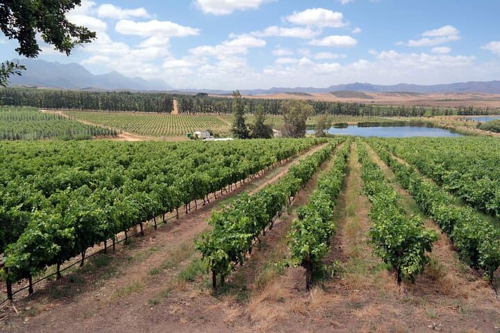 Private Wine Tasting Tour in Constantia: A Day Among Cape Vines photo 6