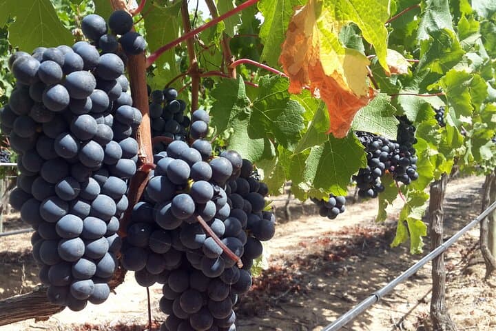 Private Wine Tasting Tour in Constantia: A Day Among Cape Vines photo 4