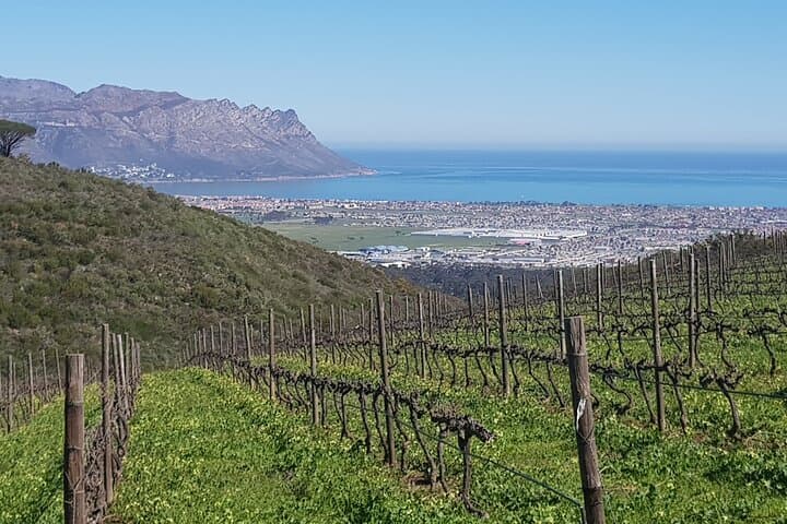 Private Wine Tasting Tour in Constantia: A Day Among Cape Vines