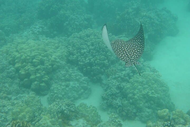 Two-Stop Snorkel & Shipwreck Adventure from Dockyard, Bermuda photo 6