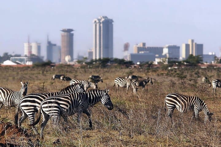 Half-Day Nairobi Layover Safari: Giraffe Centre & Nairobi National Park photo 2
