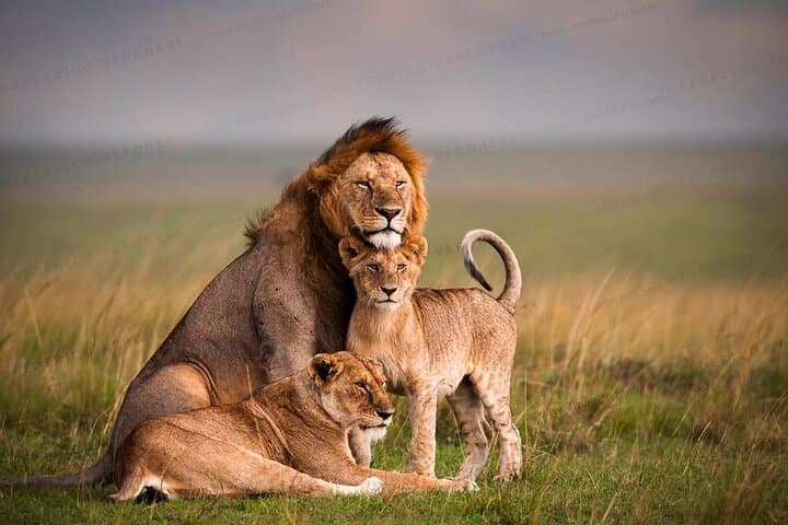 3-Day Maasai Mara Safari: Joining Tour from Nairobi