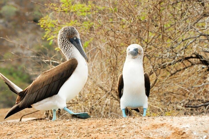Snorkel Lobos Island & Ochoa Beach — Galápagos Day Tour from Puerto Baquerizo Moreno