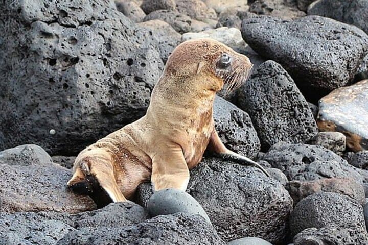 Snorkel Lobos Island & Ochoa Beach — Galápagos Day Tour from Puerto Baquerizo Moreno photo 2