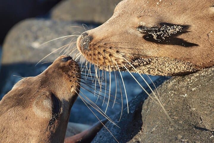 Snorkel Lobos Island & Ochoa Beach — Galápagos Day Tour from Puerto Baquerizo Moreno photo 3
