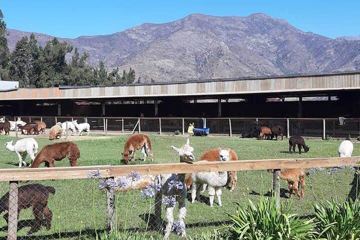 Penguins Island, Zapallar & Horseback Riding from Valparaíso — Private Day Tour photo 3